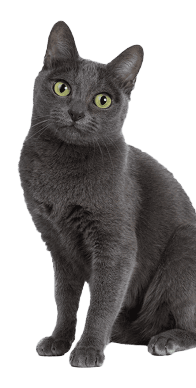gatito