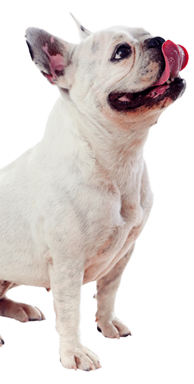 perrito